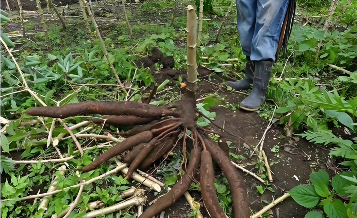 1769146052218841.png 木薯.png